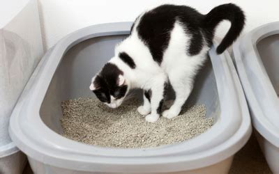 cat leaks poop|Bowel Incontinence in Cats 